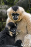 Buff-cheeked Gibbon