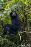 Siamang (Symphalangus syndactylus)