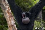 Siamang (Symphalangus syndactylus)