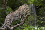 Sri Lankaanse panter (Panthera pardus kotiya)