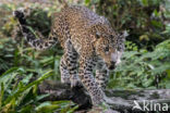 Javan leopard (Panthera pardus melas)