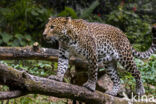 Javan leopard (Panthera pardus melas)