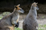 Moeraswallaby (Wallabia bicolor)