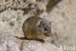 Hispid Cotton Rat (Sigmodon hispidus)