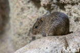 Hispid Cotton Rat (Sigmodon hispidus)