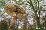 Grote parasolzwam (Macrolepiota procera)