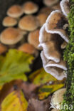 Gewoon elfenbankje (Trametes versicolor)