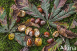 Horse-chestnut (Aesculus hippocastanum)