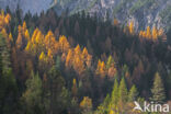 Europese lork (Larix decidua)