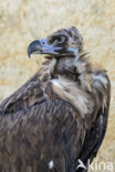 Cinereous Vulture