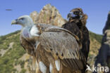 Cinereous Vulture