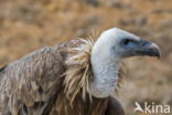 Eurasian Griffon (Gyps fulvus)