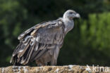 Eurasian Griffon (Gyps fulvus)