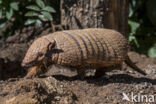 six-banded armadillo (Euphractus sexcinctus)