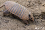 six-banded armadillo (Euphractus sexcinctus)