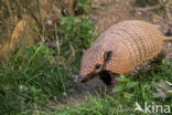 six-banded armadillo (Euphractus sexcinctus)