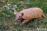 six-banded armadillo (Euphractus sexcinctus)