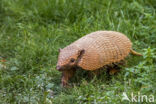 six-banded armadillo (Euphractus sexcinctus)