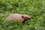 six-banded armadillo (Euphractus sexcinctus)