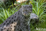 Fishing cat (Prionailurus viverrinus)