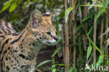 Serval kat (Leptailurus serval)