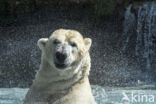 Polar bear (Ursus maritimus)