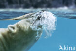 Polar bear (Ursus maritimus)