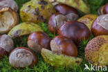 Horse-chestnut (Aesculus hippocastanum)