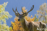 Red Deer (Cervus elaphus)