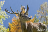 Red Deer (Cervus elaphus)