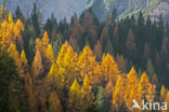 European Larch (Larix decidua)