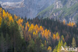 European Larch (Larix decidua)