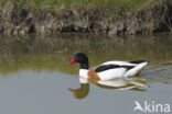 Shelduck (Tadorna tadorna)