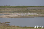 Sandwich Tern (Sterna sandvicencis)