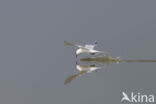 Sandwich Tern (Sterna sandvicencis)