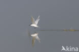 Sandwich Tern (Sterna sandvicencis)