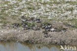 Steenloper (Arenaria interpres)