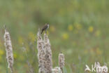 Rietzanger (Acrocephalus schoenobaenus)