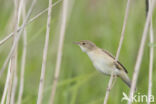 Eurasian Reed-Warbler (Acrocephalus scirpaceus)