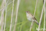 Eurasian Reed-Warbler (Acrocephalus scirpaceus)