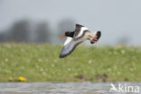 Oystercatcher (Haematopus ostralegus)