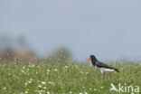 Oystercatcher (Haematopus ostralegus)