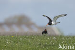 Oystercatcher (Haematopus ostralegus)