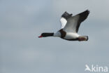 Shelduck (Tadorna tadorna)