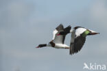 Shelduck (Tadorna tadorna)