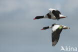 Shelduck (Tadorna tadorna)