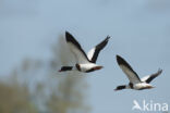 Shelduck (Tadorna tadorna)