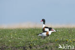 Shelduck (Tadorna tadorna)