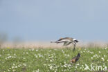 Grutto (Limosa limosa)