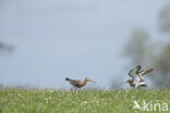 Grutto (Limosa limosa)